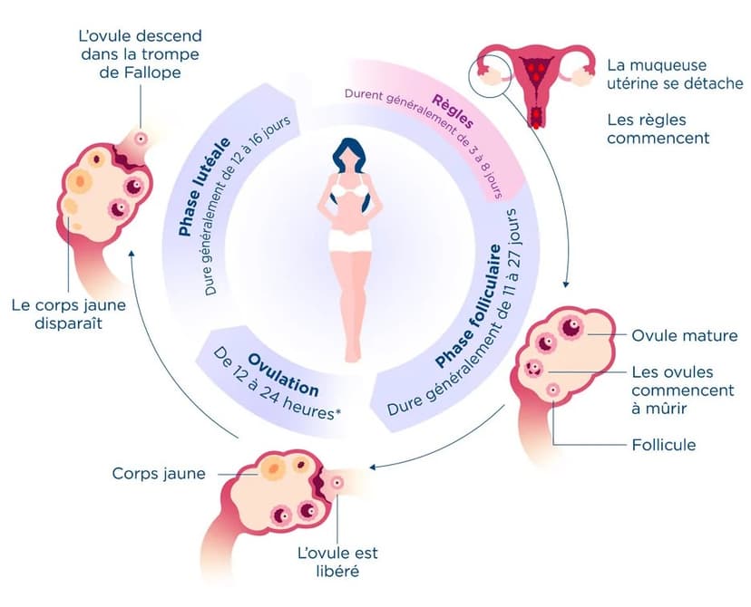 Cycle menstruel : ce qui est normal, ce qui ne l’est pas